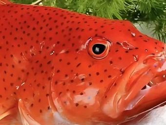 Yi Zhen Xiang. Jiangnan Yu Fu (National Restaurant)