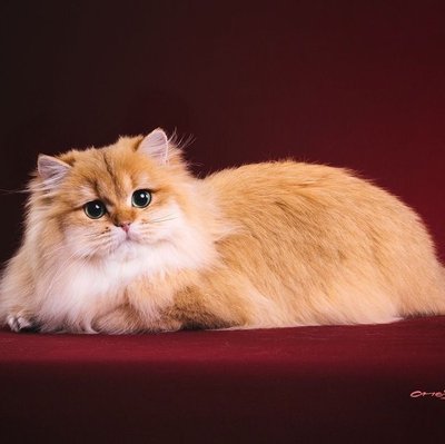 Meow Palace - Cat Cafe & Shiba Inu Lounge