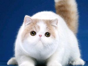 Cat Cafe Western Restaurant · Cat Café (Yongshun Branch)