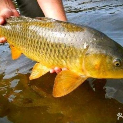 Jinmai Yu Village • Zoulai Yu • Fresh Kill Fresh Stew (JinHai Lake Branch)