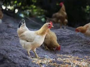 Ningxia Yanzhi Tanliang Da Bei Shan Tu Ji Ya Er