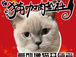 Cat Curry Mat Society (Former Store)