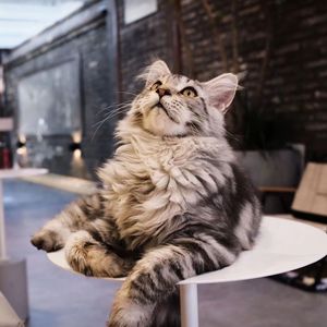 Da Hua Mao • Lu Mao • Healing Space