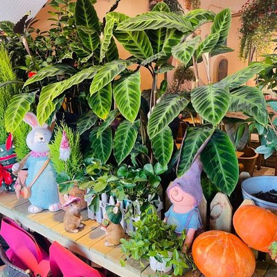 Firefly Cafe (Huhai Branch)