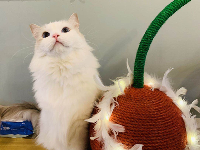 MoWu Society · Suger Cat Cafe