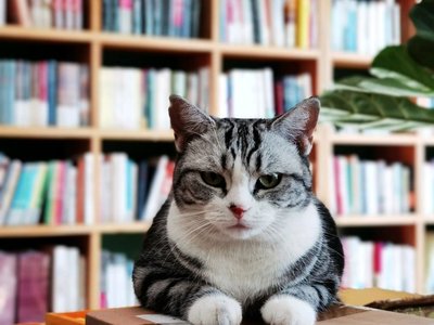 Chunfeng in Bookstore·Coffee