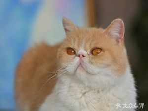 Cat Meow Cafe & Family Restaurant - Cat Cafe (Song Zhuang Branch)