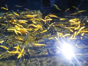 Jin Mao Ju (Water Changcheng Branch)