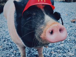 Hourlight Coffee (Kaisen Resort Forest Branch)