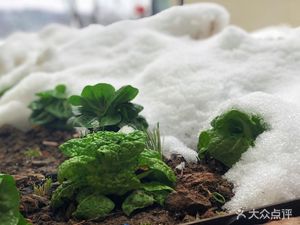 White Egret Fish Farm