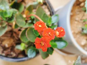 Tongjing Commune (Home-style Dishes)