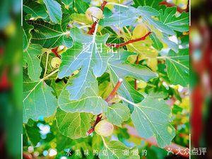 Huaxia Duck Blood Vermicelli (Shecun Store)