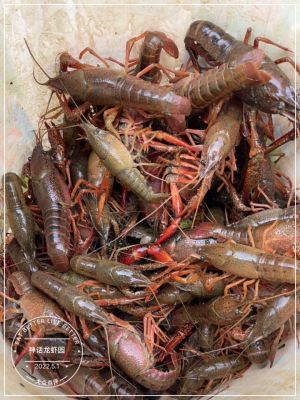 Mythical Lobster Garden