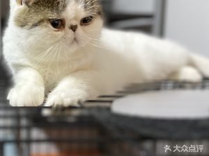Chunzhen Coffee Cat Lounge (Xinghuo Road Store)