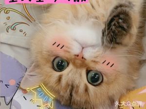 Cat Diary · Courtyard Cat Cafe