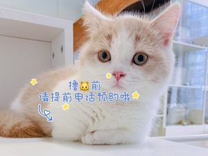 Qi Miao Wushi Cat Cafe Bar