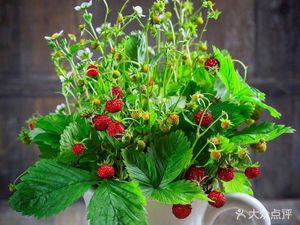 Xihua Xiaoyao Cheng Yingsheng Hu La Tang