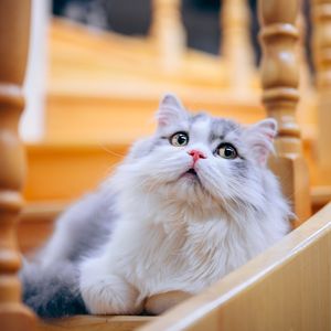 Mao He Gong Cat Café (Wuxian City Store)