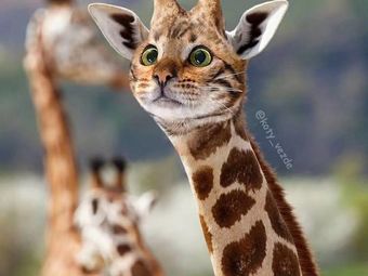 Shuxiang Paper-wrapped Fish (Jianzhang Road Store)
