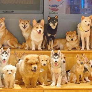 Super Chaiyuan Guoguo · Cat Cafe · Dog Cafe · Pet Cafe · Raccoon · Meerkat · Ostrich · ...