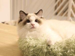 Cat Plus Ragdoll Cat Theme Café (Baogong Street Store, Tixi District)