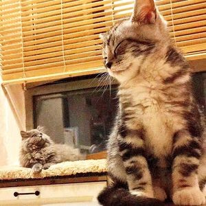 Neko Healing Place · Japanese Cat Café