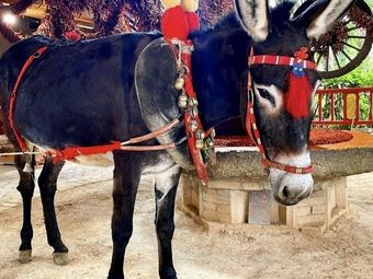 Kyoto Da Yuan Donkey Meat Hot Pot Seafood Chinese Cuisine