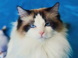 Cat Not Care · Cat Coffee · Ragdoll Cattery