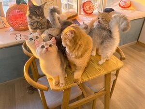 Chai Yuan Gung Gung · Cat Café · Dog Café