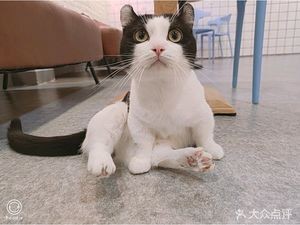 Cat-Playing Coffee Shop
