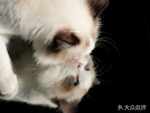 Cute Cat Café (Tai Dong Pedestrian Street Store)