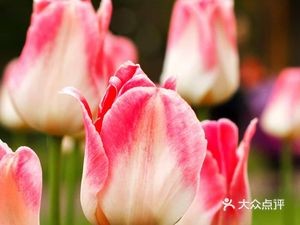 Xiaoman Ge Small Pot Dumplings (Shuangyu New Garden North District Store)