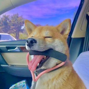 Congratulations, Shiba Inu Coffee Shop