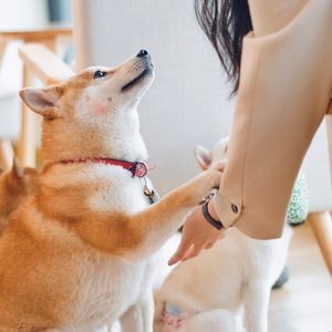 柴犬小屋·柴餐厅·狗咖食堂(金鼎广场店)