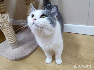 Jiudian Cat Café (Shinan Branch)
