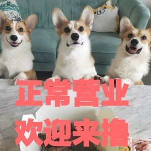 Ke Academy · Corgi Dog Café (Kuanhouli Store)