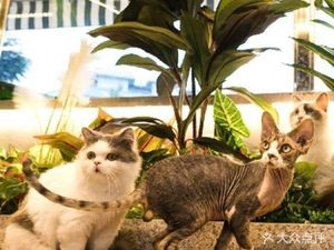 Gu Lu Mao Cat Café (Kuanhouli Branch)