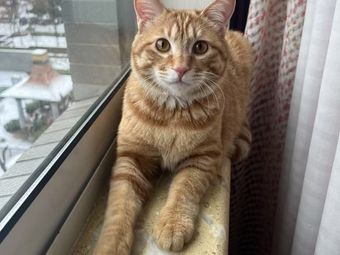 Cat's Jungle · Stray Cat Café (Kuanghouli Branch)