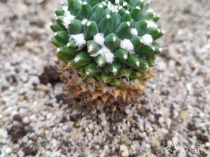 Authentic Fan Town Oil-Fried Pancake (Duan Dian Xinyuan Branch)