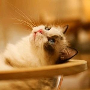 MILK CAT . Cat Café (Lushang Changchun Garden Branch)