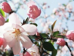 Shang Zhen Guan Vegetarian Noodles