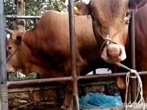 Guizhou Yellow Beef Hot Pot (Huajiao Branch)