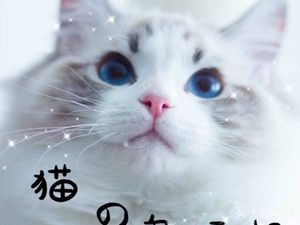 乌托邦猫咖·撸猫·游戏·售猫(淮河路步行街店)