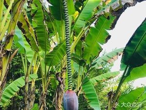 Anqing Dumpling (Branch 4)