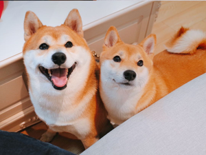 Chaihui Chaiquan · Cat Café · Dog Café