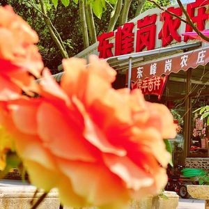 Dongfenggang Farm (Danzhao Branch)