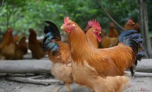 Wenji Yangshan Chicken Restaurant (Luzhou Branch)