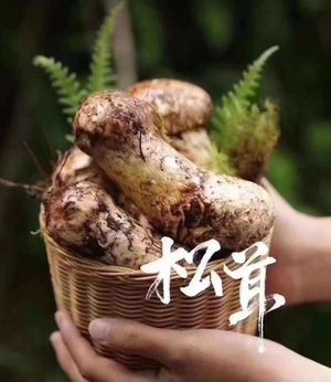 Junfeng Restaurant (Gaoming Head Office)