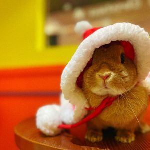 MIAO! There's a Cat · Rabbit Coffee · Cat Café · Rabbit Café · DIY Workshop