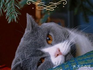 Sunny Cat